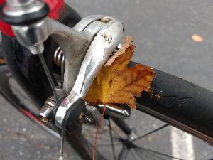 The sound of autumn cycling!